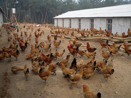 淮南土鸡养殖技术-安徽土鸡|淮南土鸡,土鸡苗-共达家禽养殖 产品展示